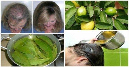  وصفة من أوراق الجوافة تُوقف تساقط الشعر 100٪ وتعيد نموه 